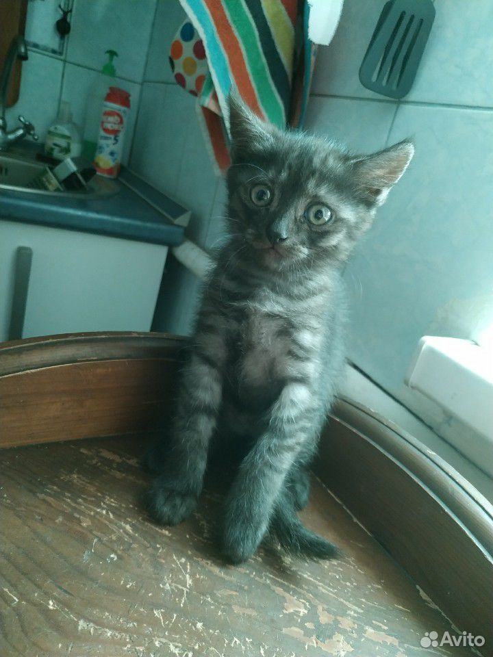 Котёнок (девочка) 2 месяца купить на Зозу.ру - фотография № 2