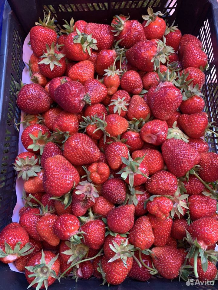 Продажа ягоды клубники купить на Зозу.ру - фотография № 7