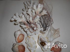 Продам кораллы и раковины для аквариума купить на Зозу.ру - фотография № 2