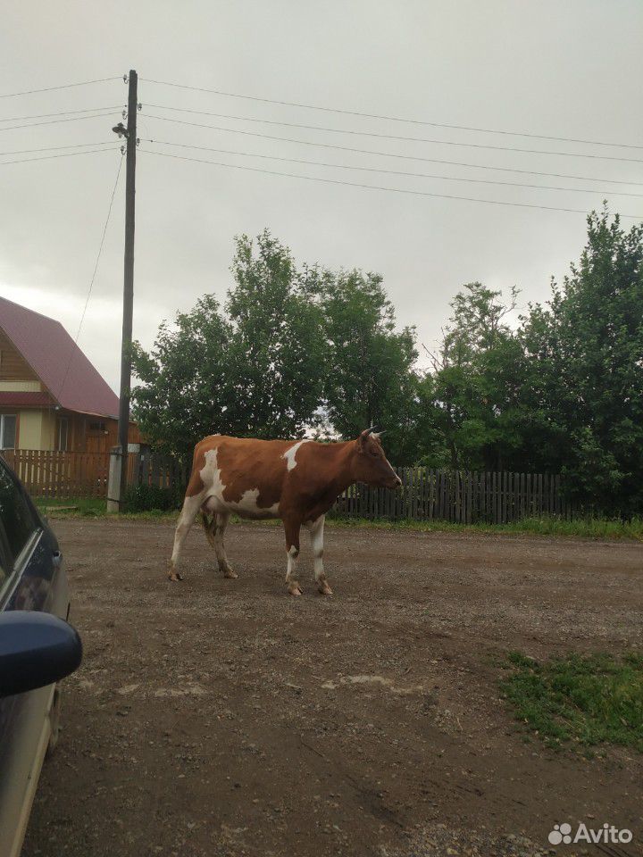 Продам дойную корову купить на Зозу.ру - фотография № 2
