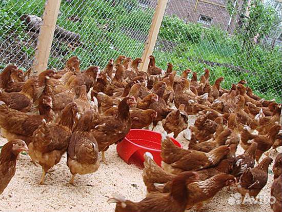 Цыплята Ломан Браун купить на Зозу.ру - фотография № 2