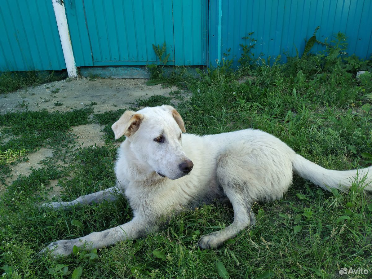 Пёс Алабай купить на Зозу.ру - фотография № 2