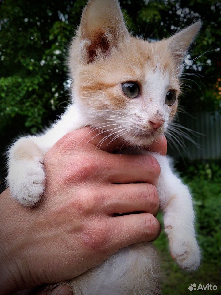 Котенок мальчик в добрые руки купить на Зозу.ру - фотография № 4