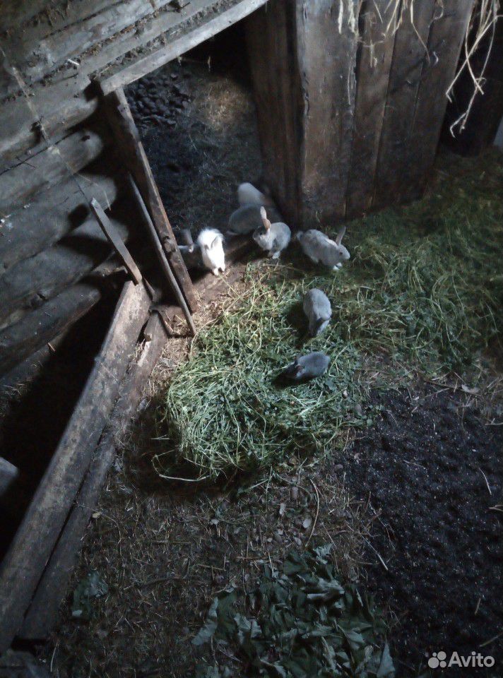 Кролики 3,5х месячные купить на Зозу.ру - фотография № 2