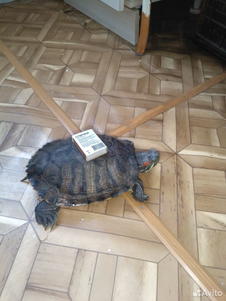Взрослые красно ухие черепахи с аквариумами купить на Зозу.ру - фотография № 3