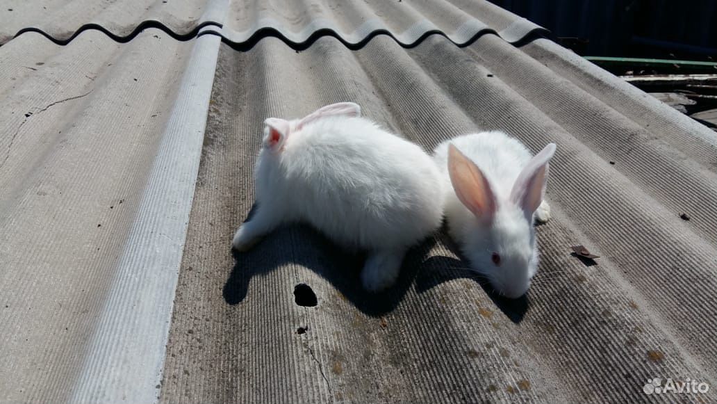 Белые кролики купить на Зозу.ру - фотография № 1