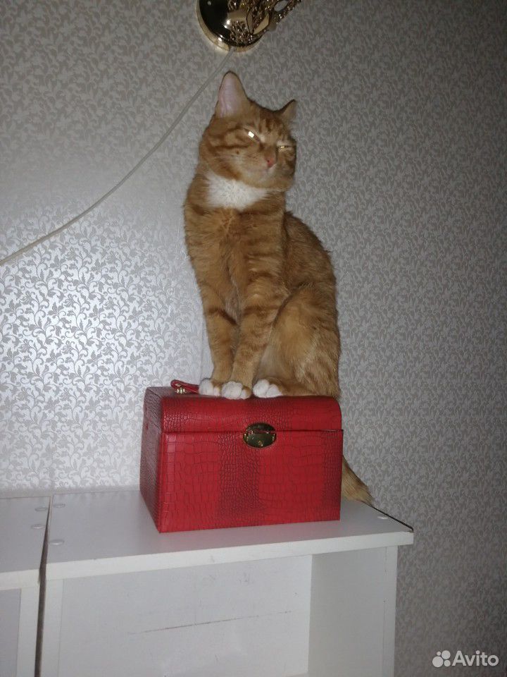 Кот ищет кошку купить на Зозу.ру - фотография № 3