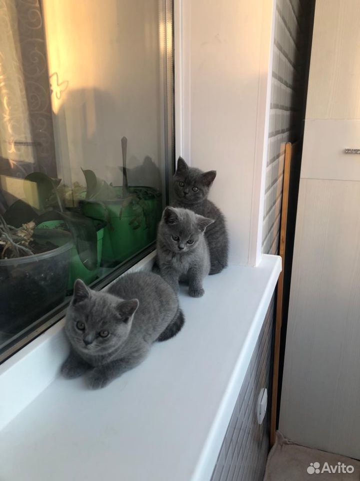 Британские голубые короткошерстные котята купить на Зозу.ру - фотография № 1