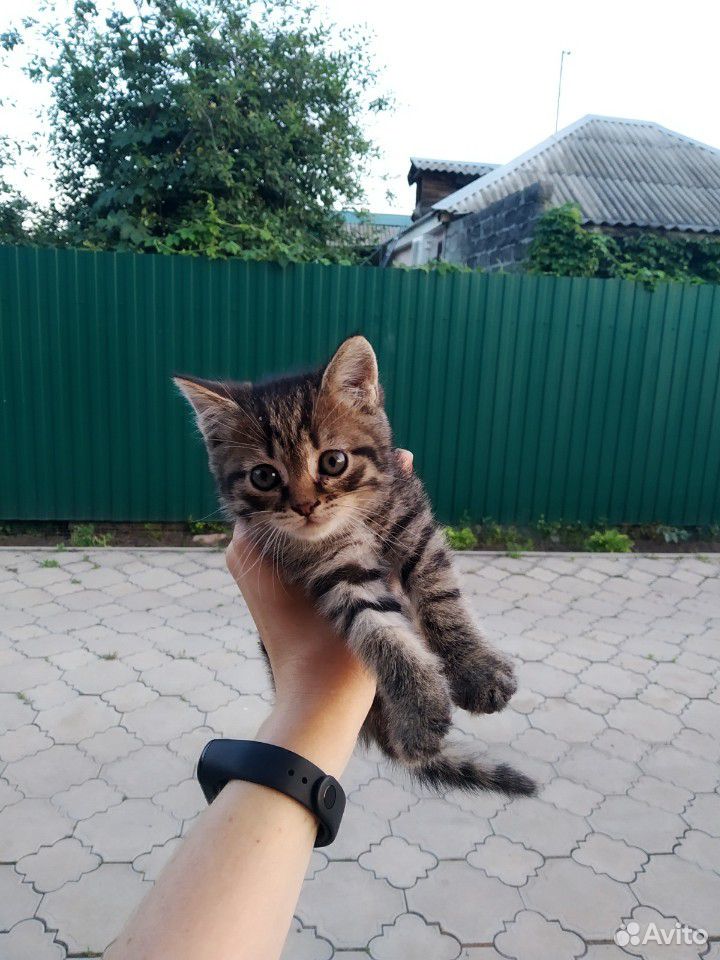 Отдам котов купить на Зозу.ру - фотография № 6