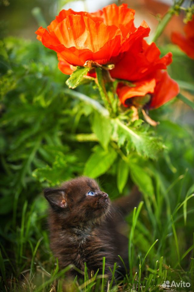 Сибирские котята купить на Зозу.ру - фотография № 4
