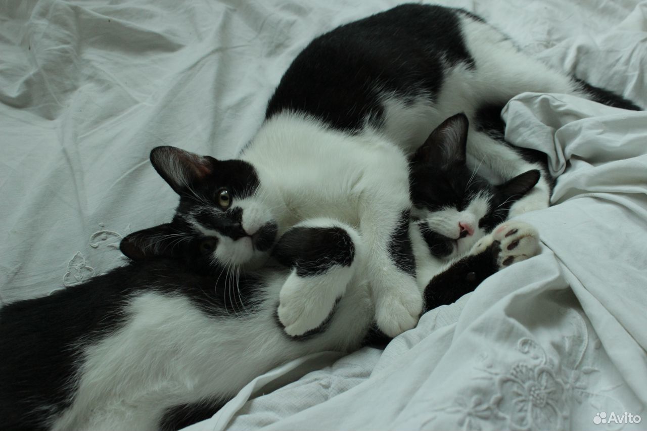 Ласковые черно-белые котята, отдам купить на Зозу.ру - фотография № 5