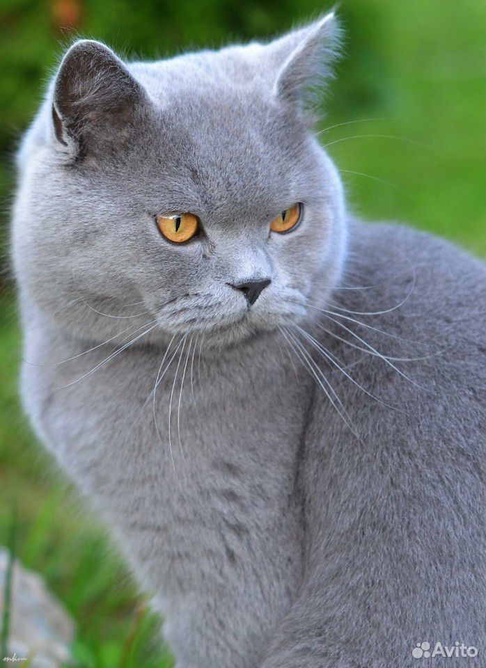 Британские котята продаются купить на Зозу.ру - фотография № 3