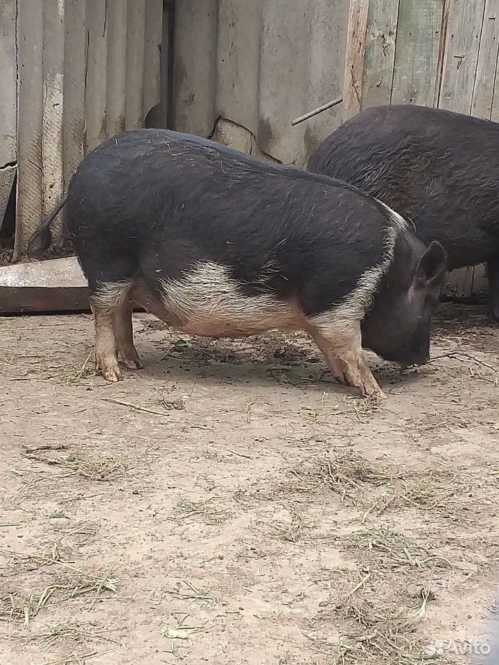 Вьетнамская свинка купить на Зозу.ру - фотография № 3