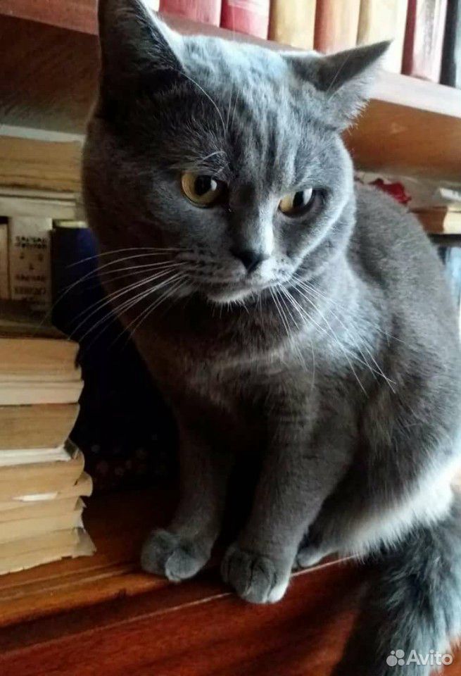 Британский котик Диего 2,5 месяца купить на Зозу.ру - фотография № 7
