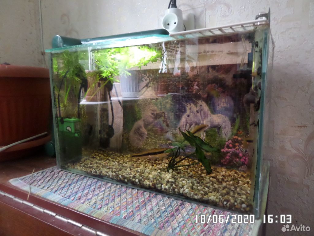 Аквариум с рыбками 25-30 л купить на Зозу.ру - фотография № 2