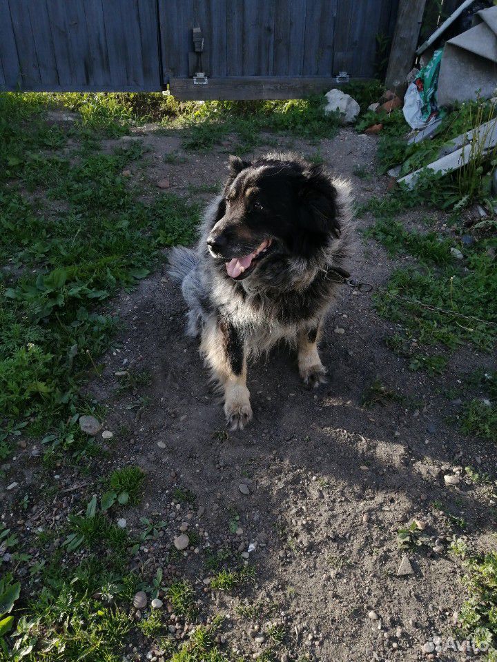 Отдам щенят от крупных собак купить на Зозу.ру - фотография № 1