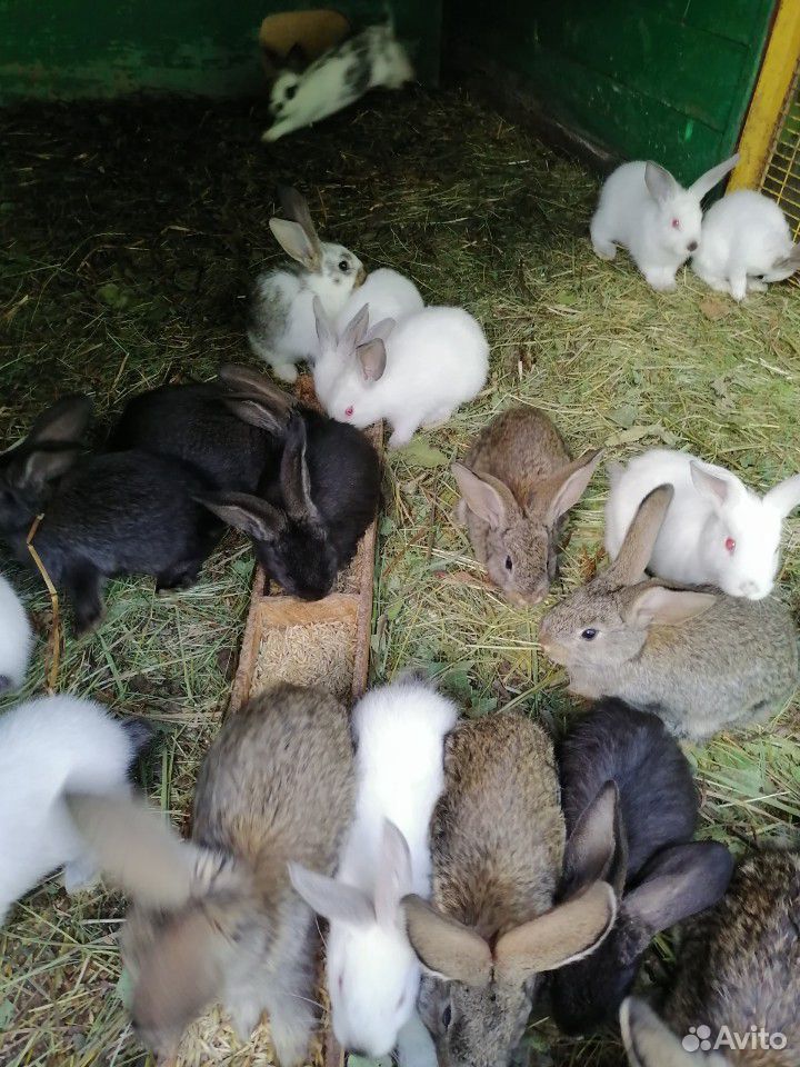 Кролики Калифорнийские, Фландеры и Бабочки купить на Зозу.ру - фотография № 2