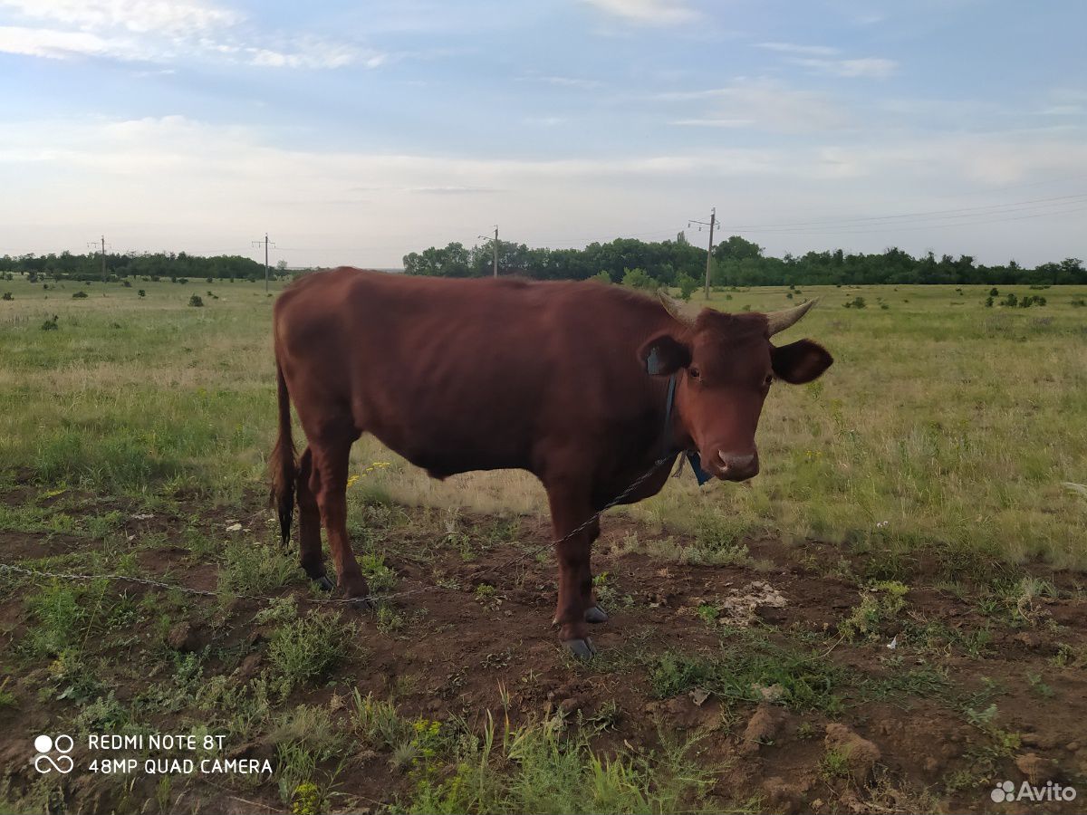5 коров и 1 бык. 4 из коров дают молоко Бык отличн купить на Зозу.ру - фотография № 6