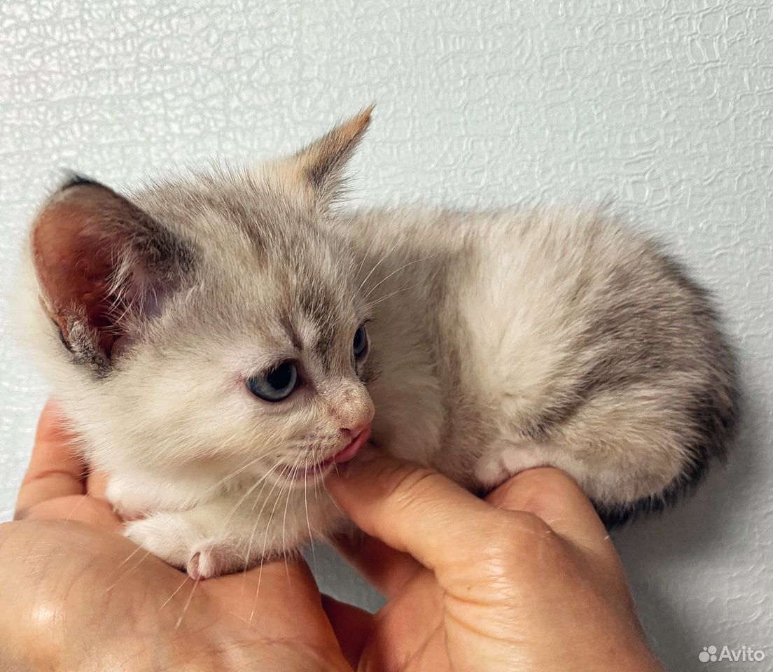 Кошка, котёнок (около 2 месяцев) купить на Зозу.ру - фотография № 3