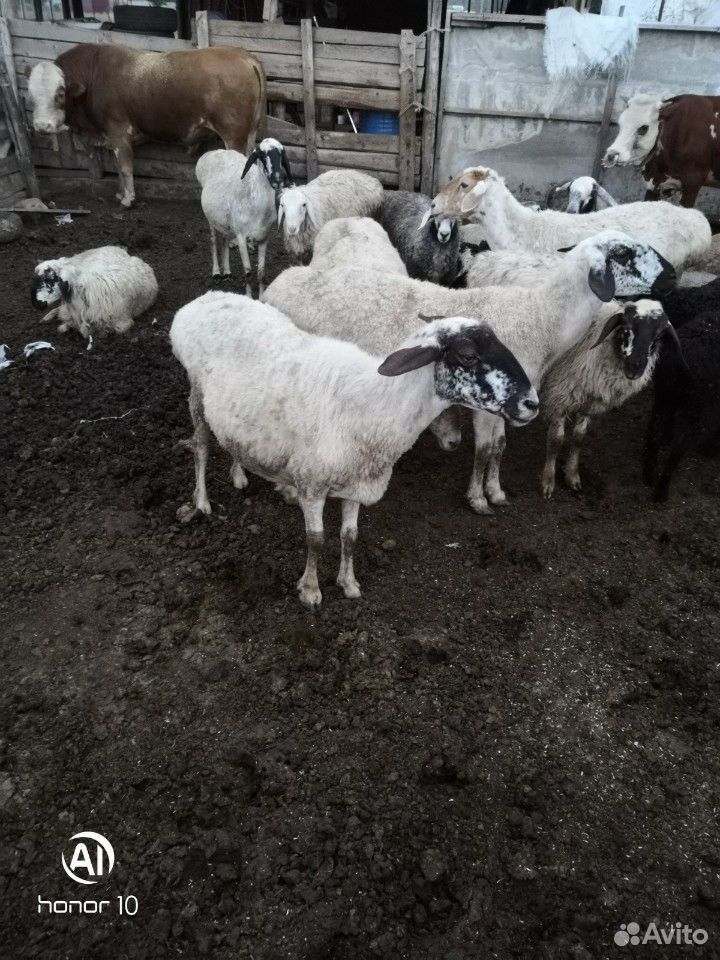 Овцы курдючные купить на Зозу.ру - фотография № 3