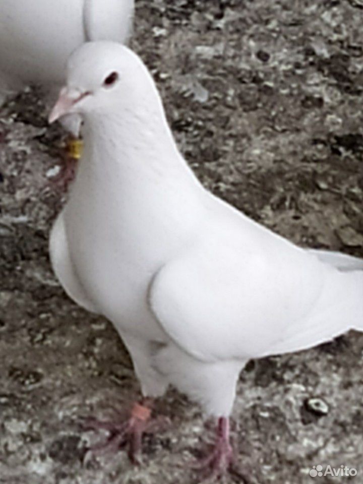 Бакинские голуби купить на Зозу.ру - фотография № 9