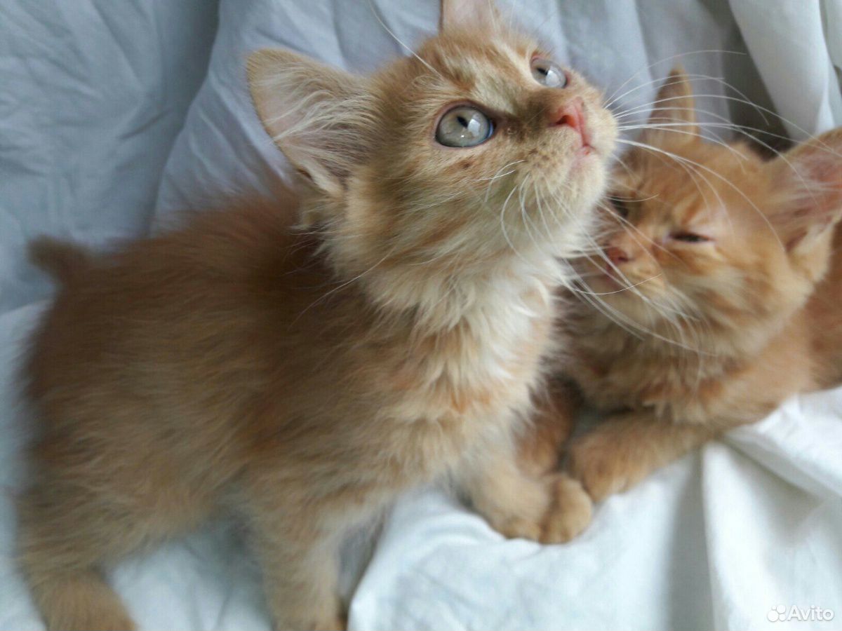 вдруг котенок. сочинение повествование 5 класс мой котенок барсик. стихотворение котята. помогите сироте кошечке фото. кларк джейн "котенок уголек".