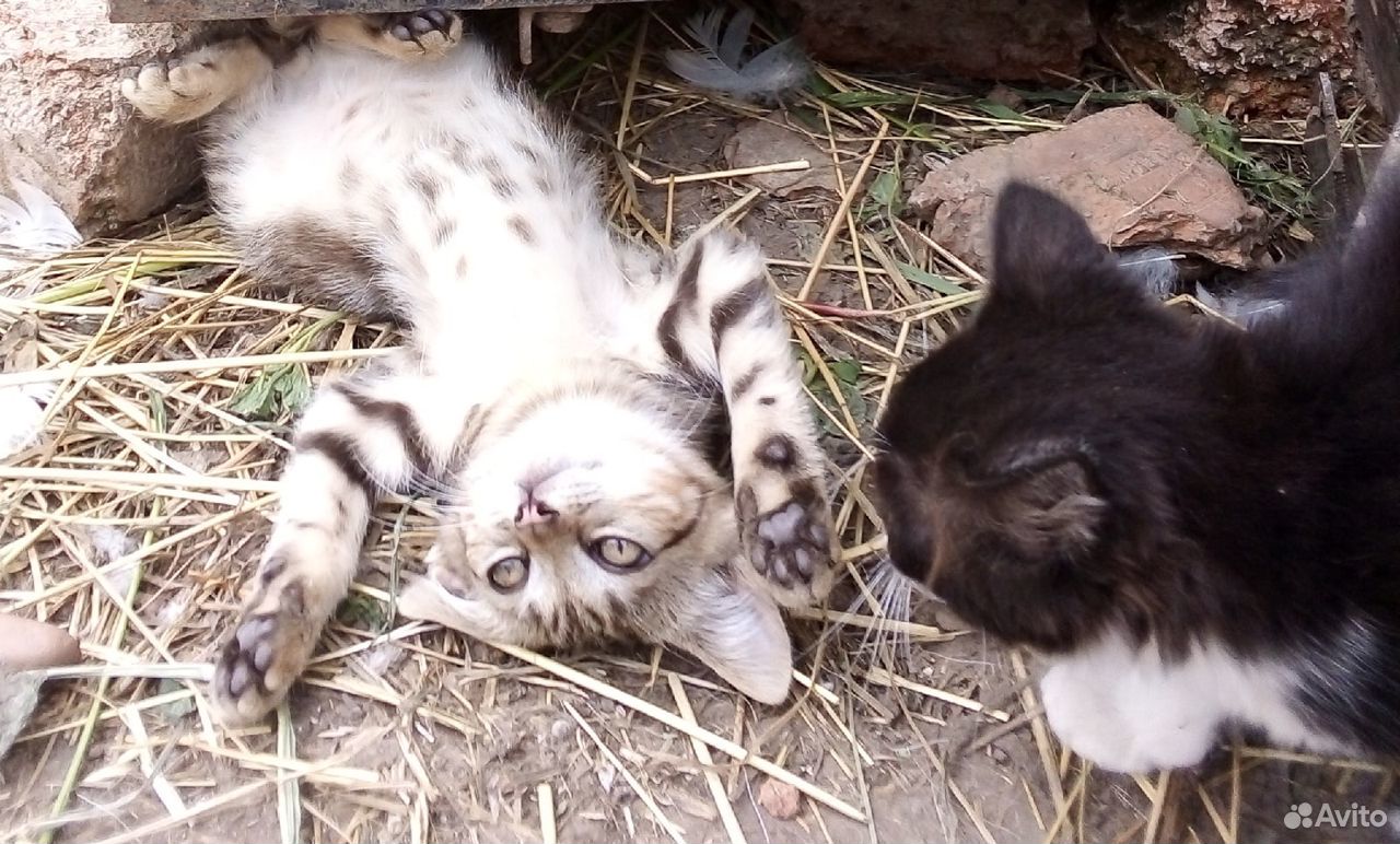 Котята-мышеловки ищут свой дом купить на Зозу.ру - фотография № 3