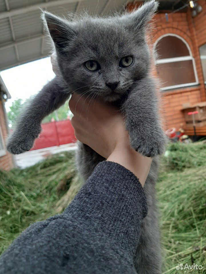 Продаётся котенок купить на Зозу.ру - фотография № 3