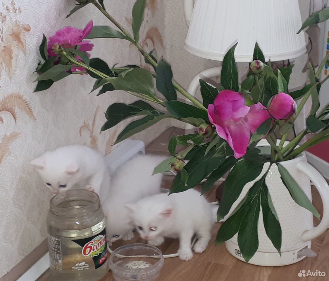 Котенок чисто белый купить на Зозу.ру - фотография № 1