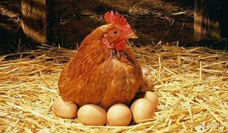 Яйца домашние. (Куриные, пищевые) купить на Зозу.ру - фотография № 1