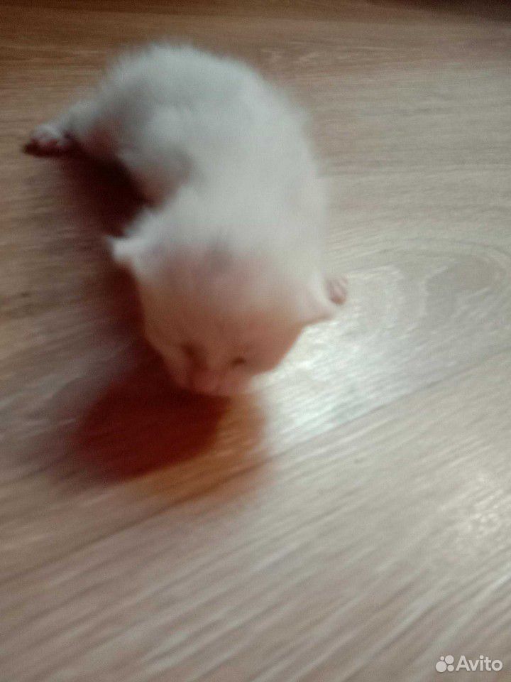 Белая кошка в добрые руки купить на Зозу.ру - фотография № 2