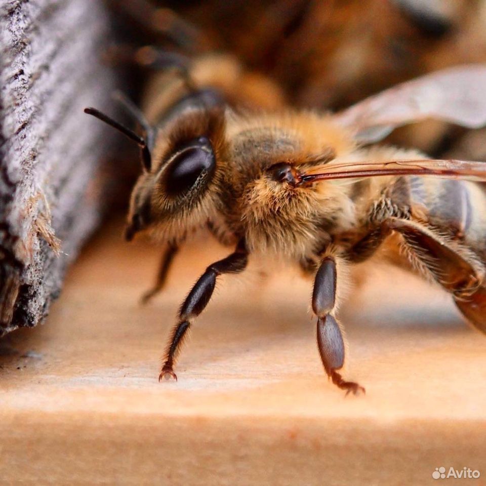 Пчелы плодные матки Карника из Швейцарии купить на Зозу.ру - фотография № 1