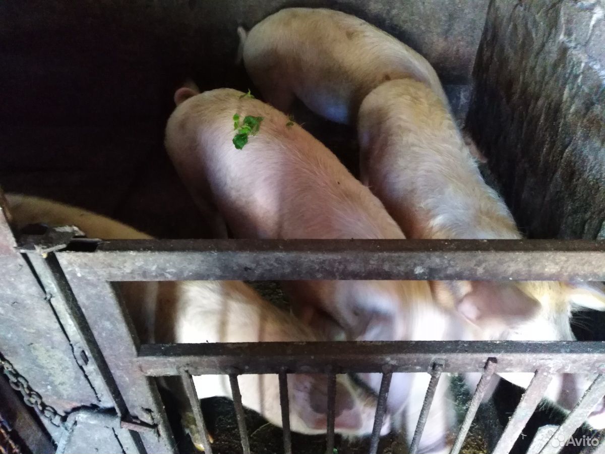 Свиньи на мясо купить на Зозу.ру - фотография № 1