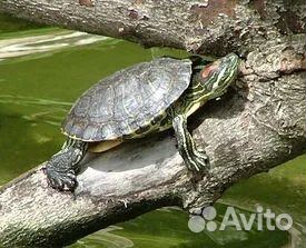 Красноухие черепахи купить на Зозу.ру - фотография № 1
