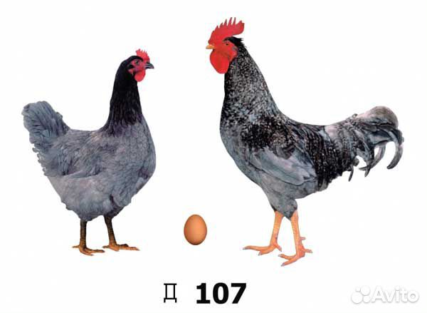 Цыплята бройлеров и доминанты купить на Зозу.ру - фотография № 8