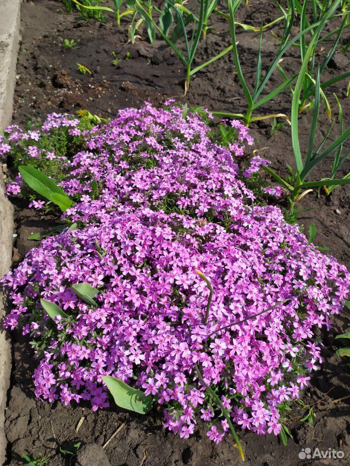 Садовые многолетние цветы купить на Зозу.ру - фотография № 1