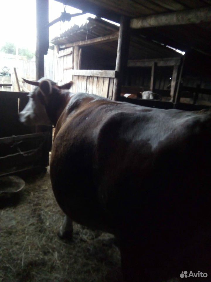 Корова,телка,коза с козушкой,поросята купить на Зозу.ру - фотография № 2