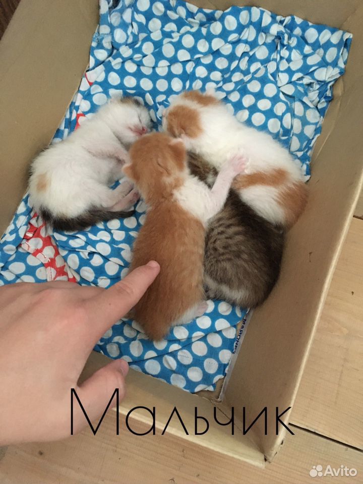 Котята домашние купить на Зозу.ру - фотография № 3