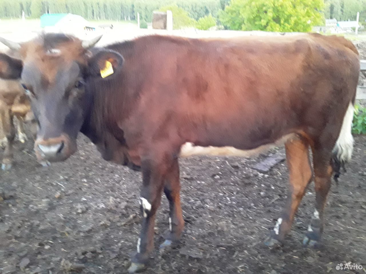 Продам корову с теленком(бычок, на подсосе).Есть т купить на Зозу.ру - фотография № 2