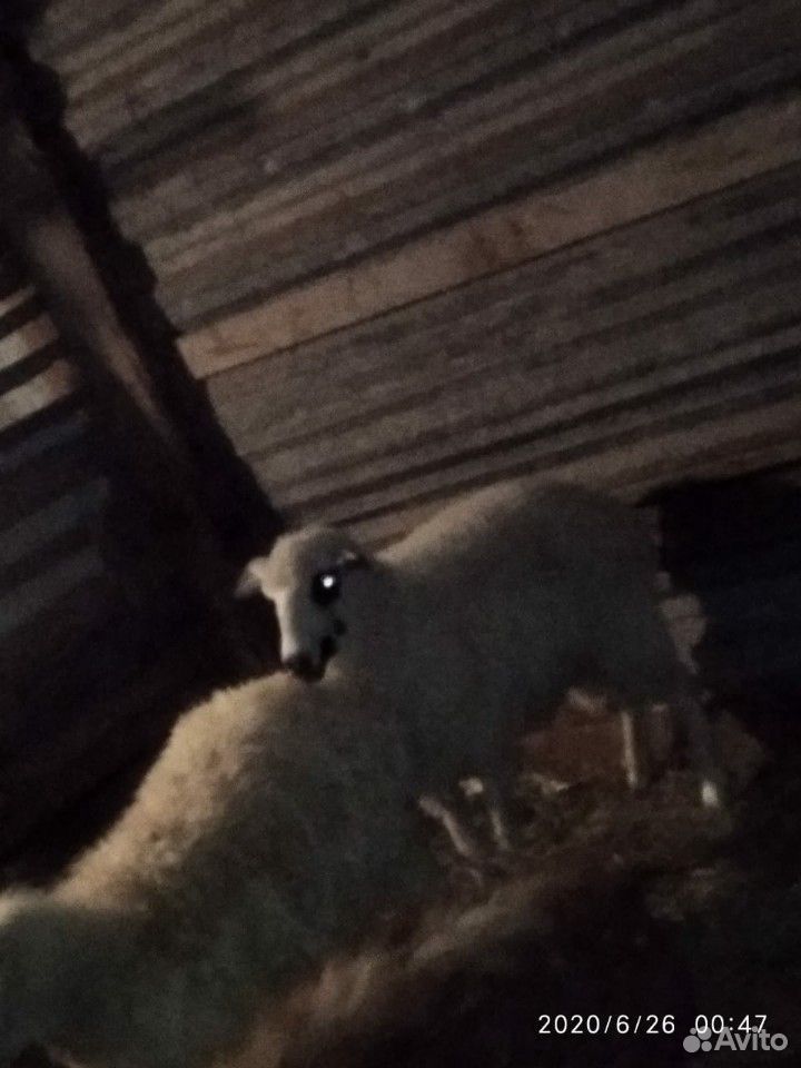1 овец с чёрным глазами. год и три месяца купить на Зозу.ру - фотография № 8