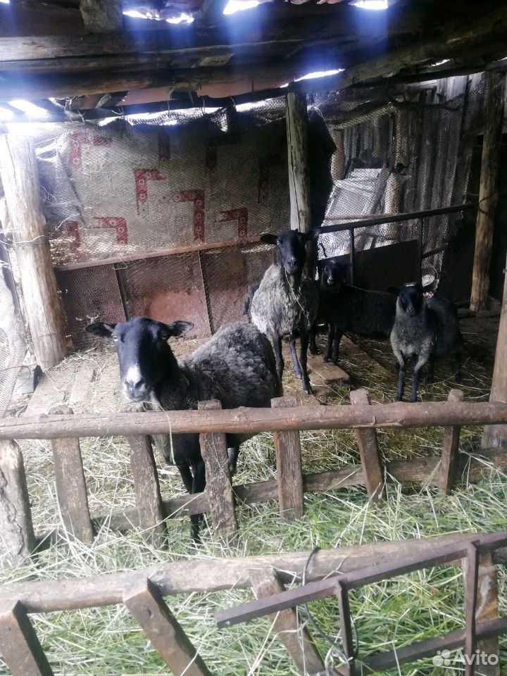 Романовские овцы купить на Зозу.ру - фотография № 2