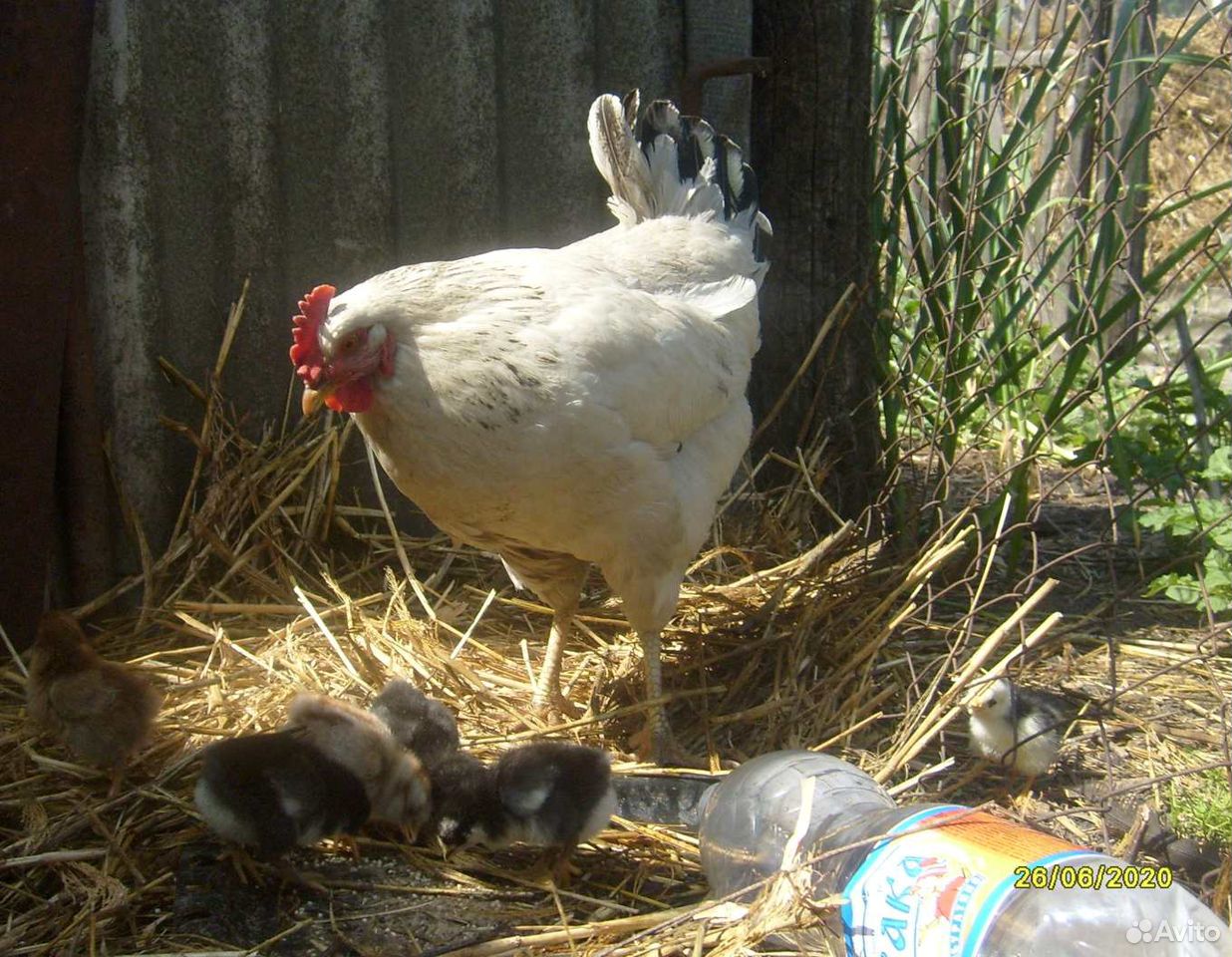 Цыплята деревенские, 2 месяца. Наседка купить на Зозу.ру - фотография № 2