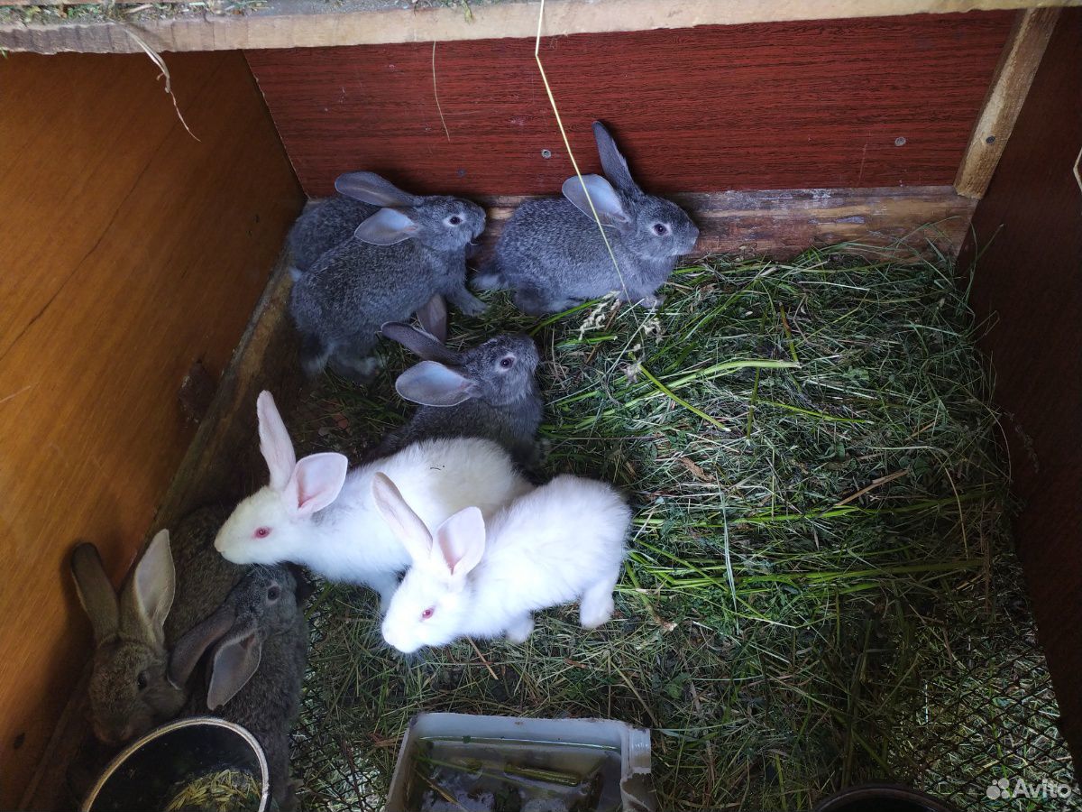 Кролики породы "Cерый великан" купить на Зозу.ру - фотография № 4