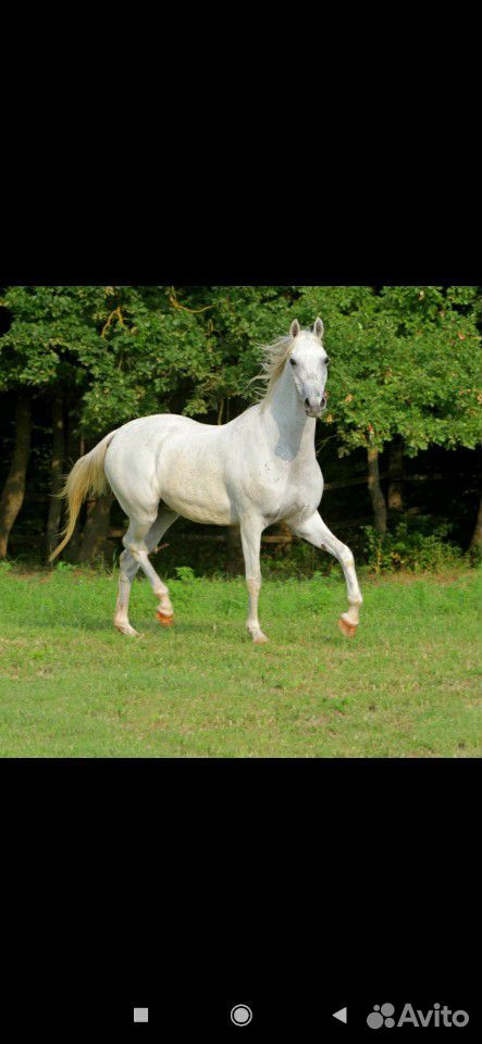 Чистокровная арабская лошадь. с красным паспортом купить на Зозу.ру - фотография № 2