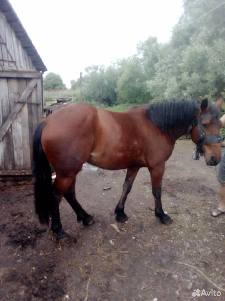 Продам лошадь купить на Зозу.ру - фотография № 3