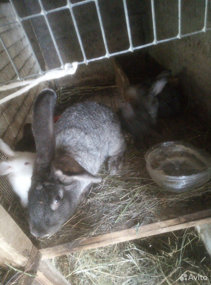 Крольчихи с крольчатами купить на Зозу.ру - фотография № 2