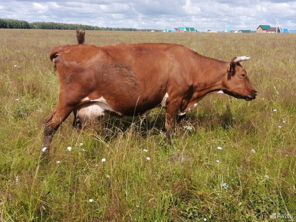 Корова, тёлка 2.5 года, бычок 1.5 годовалый, 2 тел купить на Зозу.ру - фотография № 2