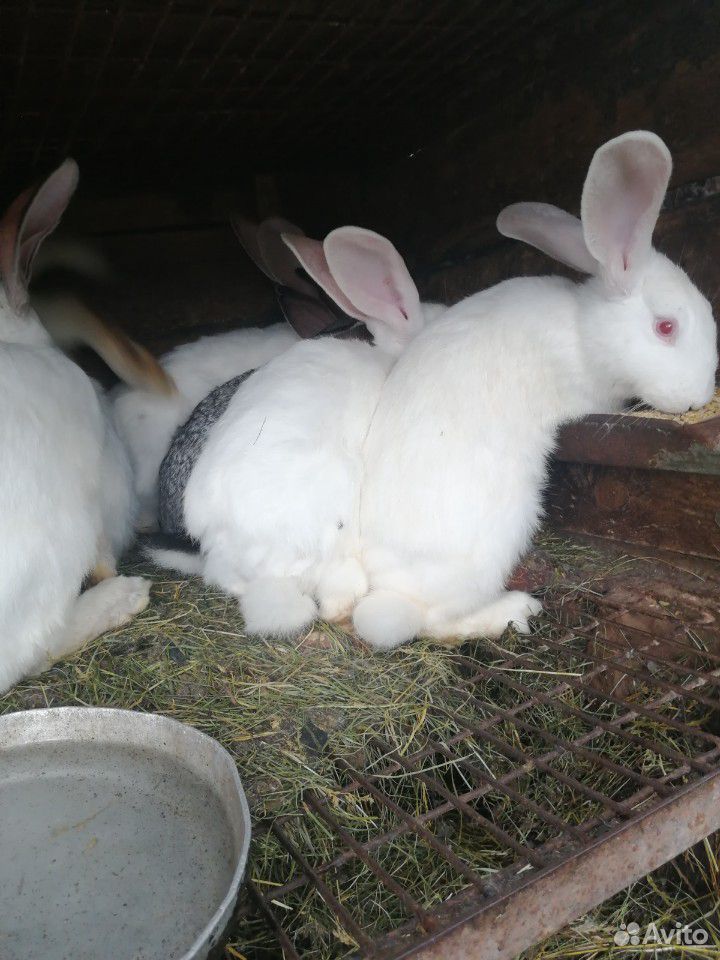 Кролики большие/маленькие купить на Зозу.ру - фотография № 5