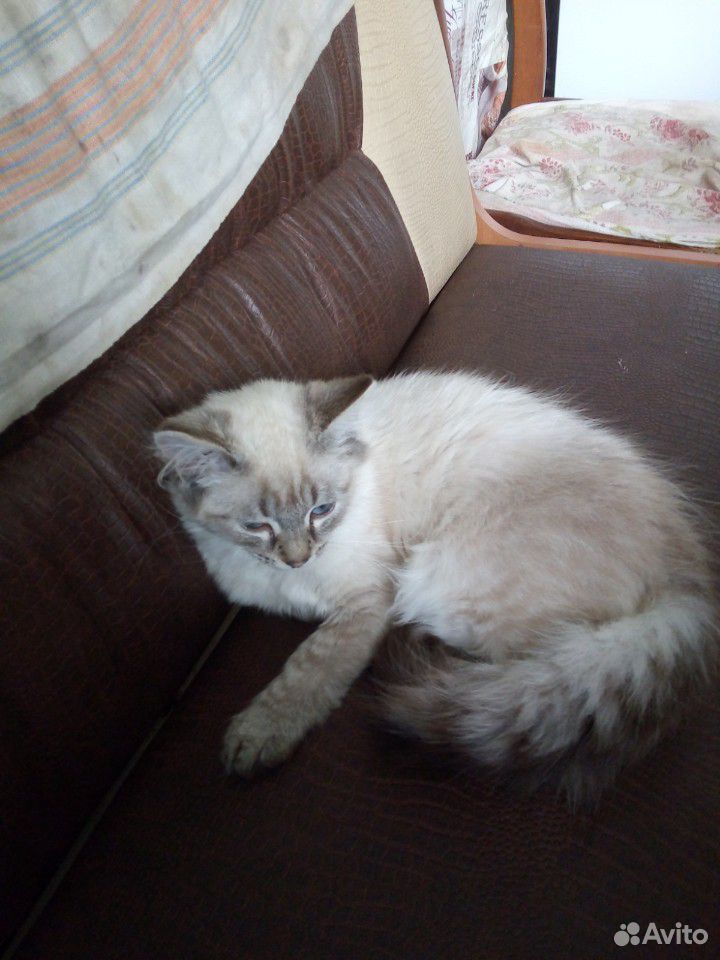 Тайский котенок купить на Зозу.ру - фотография № 1