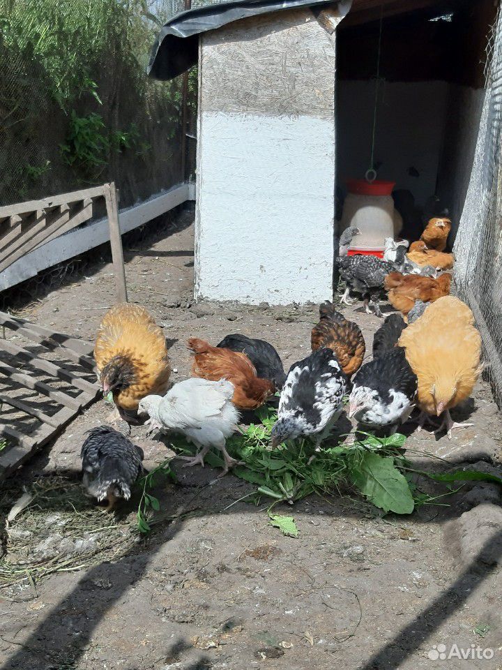 Цыплята мясо-яичных пород кур купить на Зозу.ру - фотография № 1